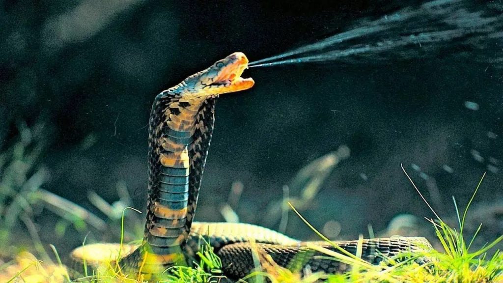 Косметика на основе змеиного яда - эффективная альтернатива уколам красоты - Скинетика